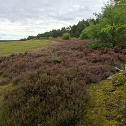 ...das letzte Stückchen Heide😮‍💨👋🐏🥰