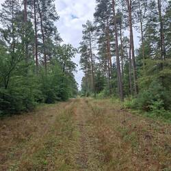 Start in Waldkater...