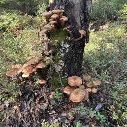 Einkauf hätten wir uns auch sparen können 🍄‍🟫