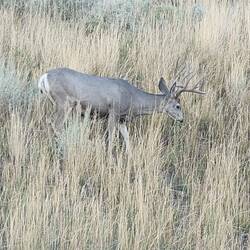 Elk
