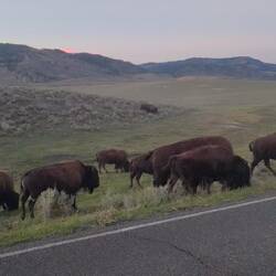 Lamar Valley Herde