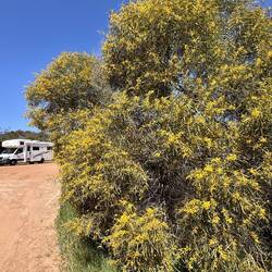 Goldakazien, typisch für Westaustralien