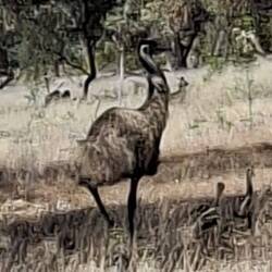 Emu and chicks