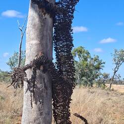 Goanna in Gum