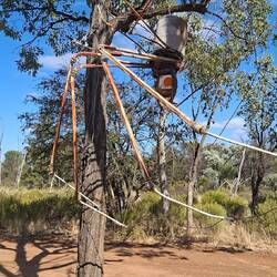 Bush Spider