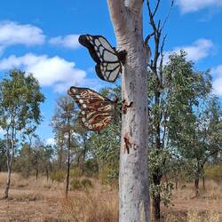 Butterflys