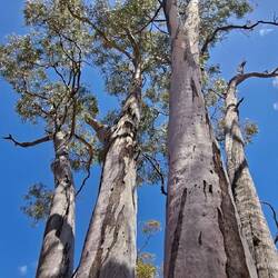 Gorgeous trees.