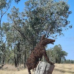 Dingo Stump