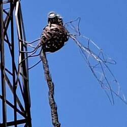Frog and Dragonfly