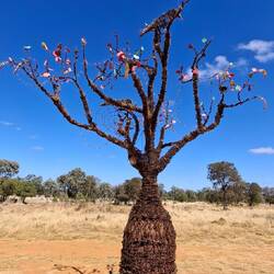 Bottle Tree.