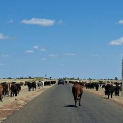 Cattle everywhere