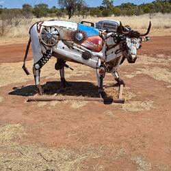 Roaming White Bull.