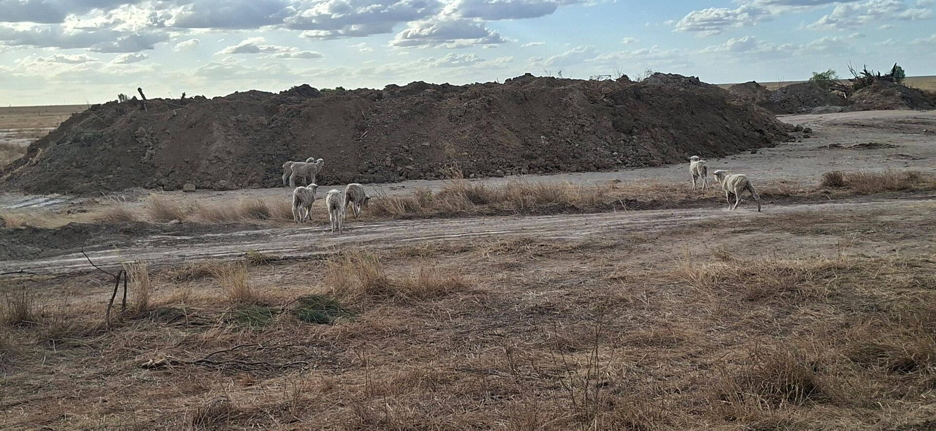 Sheep