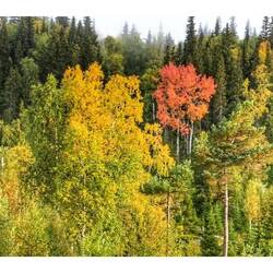 Der Herbst ist im Anmarsch...
