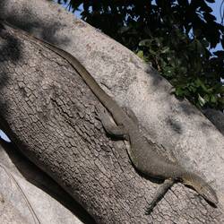Wasserwaran