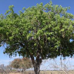 Leberwurstbaum