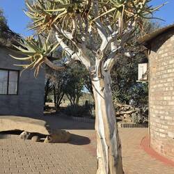 A quiver tree - just so you know