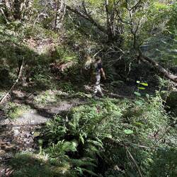 Pretty section of trail