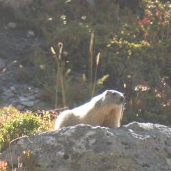 Marmotte i solen