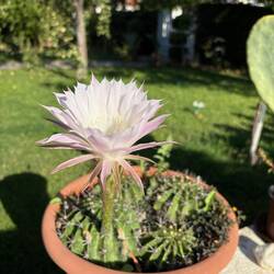 Kaktusblüte im Garten