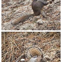 Kalifornische Squirrel - Ziesel