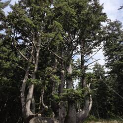 Octobus Tree