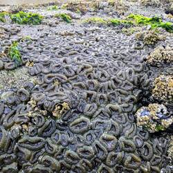 Wieder am Strand - kleine Anemonen bei Ebbe