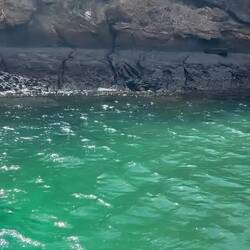 Galapagos penguins