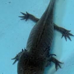 The next five photos are of the rare ajolotes