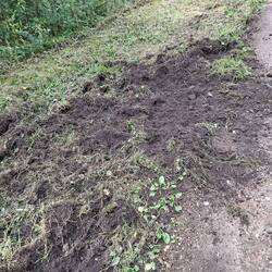 Die Wildschweine waren wieder fleißig 🐗