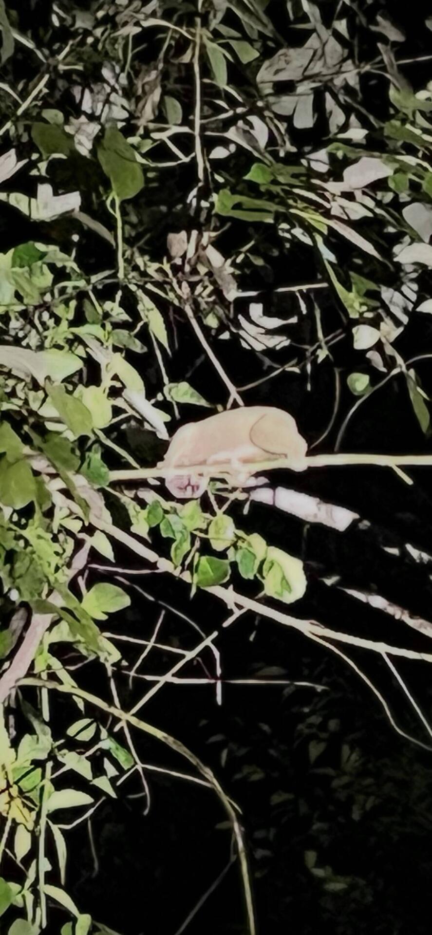 Slow Loris