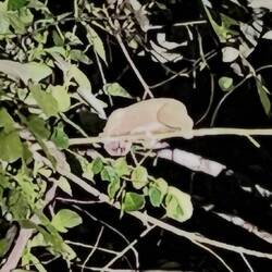 Slow Loris