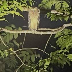 Buffy Fish Owl