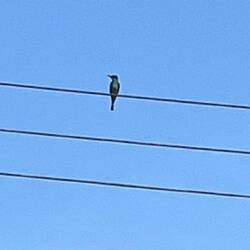 Blue Throated Bee Eater