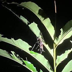 Stick Insects