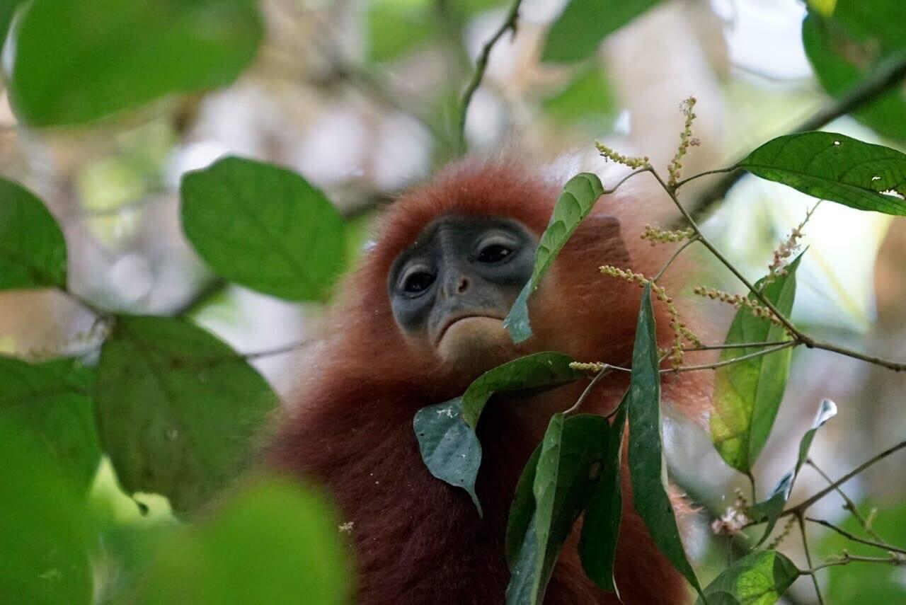 Red Leaf Monkey