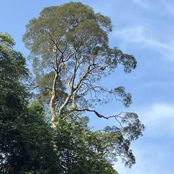 Honey Tree