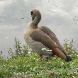Eine Nilgans