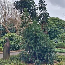 Bunya pine in the Gardens