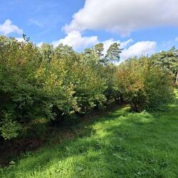 Die zweite Heidelbeerplantage👍