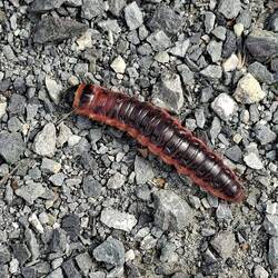 Tier des Tages II