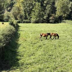 Asturian horses dating to Roman times