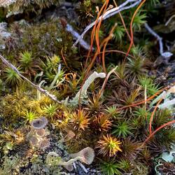 Stillleben der Natur