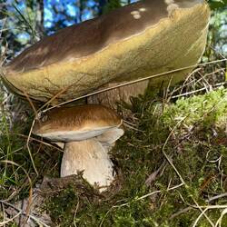 Riesiger Goldröhrling beschützt Steinpilz