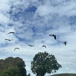 Good-bye from the local ducks which are much bigger than those in Molyullah.