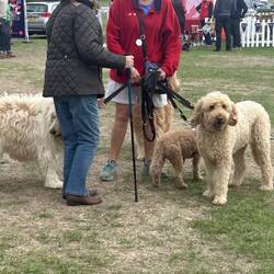 Like I said earlier, all the beautiful dogs were on display.