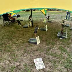 Birds of Prey exhibit.