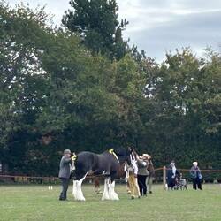 Beautiful Clydesdales
