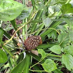 Ananas wächst direkt vor dem Haus