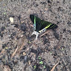 Echter Schmetterling